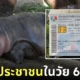 บัตรประชาชน หมูเด้ง ลูกฮิปโปแคระ 6 เดือน