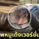 หมูเด้ง ลูกฮิปโปแคระ สวนสัตว์เปิดเขาเขียว