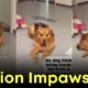 ไวรัล! น้องหมาโกลเด้น รีทรีฟเวอร์ เปิดปฏิบัติการ "Mission Impaswsible" เพื่อกินแอปเปิ้ลที่เจ้าของปอกหล่น