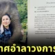 "หนูนา-กัญจนา ศิลปอาชา" มอบเงินบริจาค 49 ล้านบาท สร้างโรงพยาบาลช้างในเชียงใหม่ ก่อนอำลาวงการช้าง!