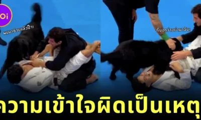 Labrador Protects His Owner Jiujitsu