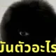 โลกโซเชียลแห่แชร์ภาพสัตว์ประหลาดตาเดียว ก่อนพบความจริงว่าคือ "หมาปอม"