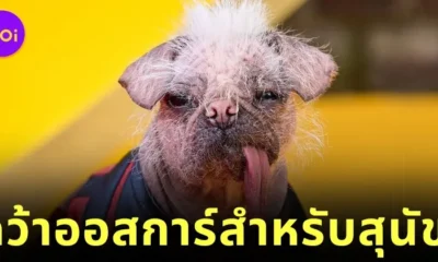 "เพ็กกี้ (Peggy)" สุนัขที่น่าเกลียดที่สุดในอังกฤษ คว้ารางวัลออสการ์สำหรับสุนัขจากหนัง "Deadpool 3"