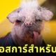 "เพ็กกี้ (Peggy)" สุนัขที่น่าเกลียดที่สุดในอังกฤษ คว้ารางวัลออสการ์สำหรับสุนัขจากหนัง "Deadpool 3"