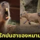 คาปิบารา Capybara หมามะพร้าว กะปิปลาร้า