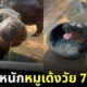 น้ำหนัก หมูเด้ง ลูกฮิปโปแคระ 7 เดือน