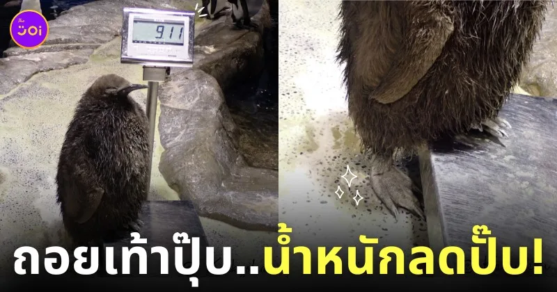 เพนกวิน ถอยเท้า ลดน้ำหนัก