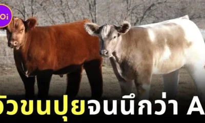 "เบลต์เทด กัลโลเวย์ (Belted Galloway)" น้องวัวขนปุยน่ารักน่ากอด เหมือนอาบน้ำวันละร้อยครั้ง