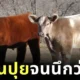 "เบลต์เทด กัลโลเวย์ (Belted Galloway)" น้องวัวขนปุยน่ารักน่ากอด เหมือนอาบน้ำวันละร้อยครั้ง