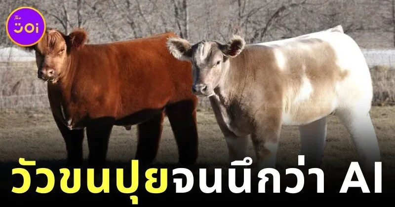 "เบลต์เทด กัลโลเวย์ (Belted Galloway)" น้องวัวขนปุยน่ารักน่ากอด เหมือนอาบน้ำวันละร้อยครั้ง