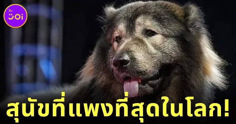 "คาดาบอมบ์ โอกามิ (Cadabomb Okami)" สุนัขที่แพงที่สุดในโลกตัวใหม่ โดยมีมูลค่าสูงถึง 167 ล้านบาท!