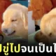 Golden Retriever Snoring at other dog