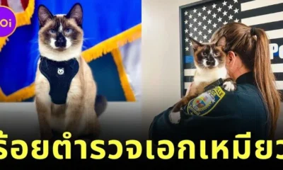 แมวจรพันธุ์วิเชียรมาศแอบย่องเข้าโรงพักในสหรัฐฯ เป็นประจำ จนถูกแต่งตั้งให้เป็น "ร้อยตำรวจเอกเหมียว"