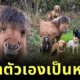 "จิมมี่ (Jimmy)" เจ้าม้าแคระที่คิดว่าตัวเองเป็นสุนัข สะท้อนภาพ "ชีวิตเลือกเกิดไม่ได้ แต่เลือกที่จะเป็นได้"