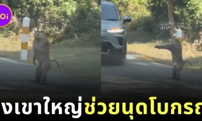 เผยคลิปลิงเขาใหญ่โบกรถเลียนแบบมนุษย์ ชาวเน็ตต่างเอ็นดูแห่กดไลก์จนเป็นไวรัล!
