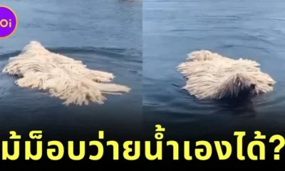 น้องหมาพันธุ์โคมอนดอร์ลงว่ายน้ำในบึง ทำชาวเน็ตขยี้ตาแรงนึกว่าไม้ม็อบว่ายน้ำได้?!