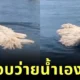 น้องหมาพันธุ์โคมอนดอร์ลงว่ายน้ำในบึง ทำชาวเน็ตขยี้ตาแรงนึกว่าไม้ม็อบว่ายน้ำได้?!
