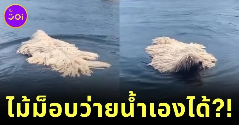 น้องหมาพันธุ์โคมอนดอร์ลงว่ายน้ำในบึง ทำชาวเน็ตขยี้ตาแรงนึกว่าไม้ม็อบว่ายน้ำได้?!