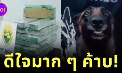 สุนัขตำรวจฉีกยิ้มกว้างทำหน้าตาภูมิใจสุดขีด หลังตรวจยึดของกลางจำนวนมหาศาลได้ตั้งแต่งานแรก