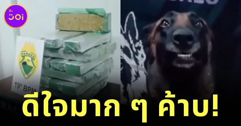 สุนัขตำรวจฉีกยิ้มกว้างทำหน้าตาภูมิใจสุดขีด หลังตรวจยึดของกลางจำนวนมหาศาลได้ตั้งแต่งานแรก
