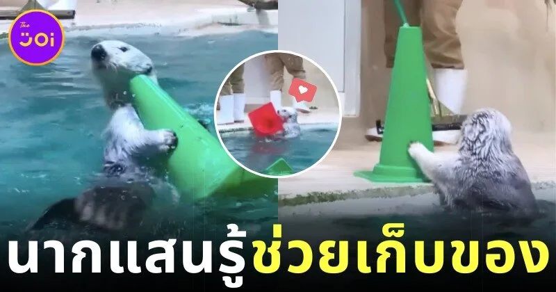 พิพิธภัณฑ์สัตว์น้ำในญี่ปุ่นเผยคลิปน่ารักของเจ้านากน้อยช่วยเจ้าหน้าที่เก็บกวาดที่พักตัวเอง