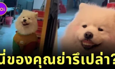 Samoyed Steal Grandmas fake teeth