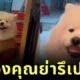 Samoyed Steal Grandmas fake teeth