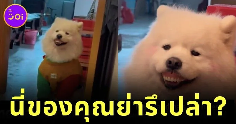 Samoyed Steal Grandmas fake teeth