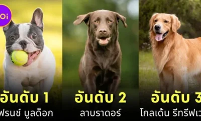 "AKC" เผย 10 สายพันธุ์สุนัขที่คนนิยมเลี้ยงมากที่สุดในสหรัฐอเมริกาประจำปี 2024