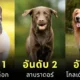 "AKC" เผย 10 สายพันธุ์สุนัขที่คนนิยมเลี้ยงมากที่สุดในสหรัฐอเมริกาประจำปี 2024