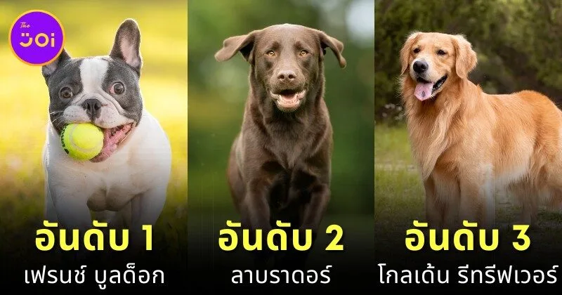 "AKC" เผย 10 สายพันธุ์สุนัขที่คนนิยมเลี้ยงมากที่สุดในสหรัฐอเมริกาประจำปี 2024