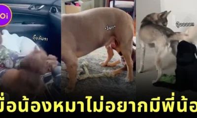 เผยคลิปรีแอคชั่นสุดฮาของเหล่าน้องหมาที่ไม่อยากมีพี่น้อง ขอเป็นลูกคนเดียวเท่านั้น!