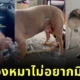 เผยคลิปรีแอคชั่นสุดฮาของเหล่าน้องหมาที่ไม่อยากมีพี่น้อง ขอเป็นลูกคนเดียวเท่านั้น!