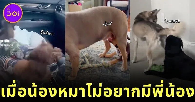 เผยคลิปรีแอคชั่นสุดฮาของเหล่าน้องหมาที่ไม่อยากมีพี่น้อง ขอเป็นลูกคนเดียวเท่านั้น!