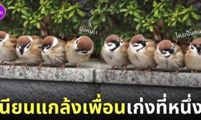 ภาพนกกระจอก ใช้ก้นแกล้งดันเพื่อน