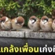 ภาพนกกระจอก ใช้ก้นแกล้งดันเพื่อน