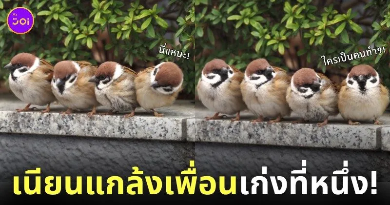 ภาพนกกระจอก ใช้ก้นแกล้งดันเพื่อน
