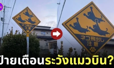 ภาพป้ายเตือนระวังแมวกระโดดออกมาที่ญี่ปุ่น