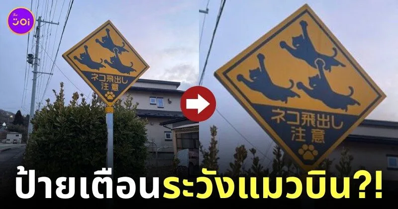 ภาพป้ายเตือนระวังแมวกระโดดออกมาที่ญี่ปุ่น