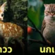 ภาพแมวผสมสัตว์โลก aiart