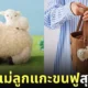 ตุ๊กตาแม่ลูกแกะขนฟู