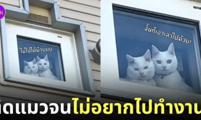 น้องแมวมองทาสไปทำงานตาละห้อย