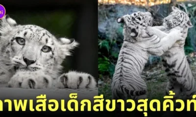 ภาพถ่ายเสือน่ารัก RIKUNOW