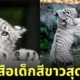 ภาพถ่ายเสือน่ารัก RIKUNOW