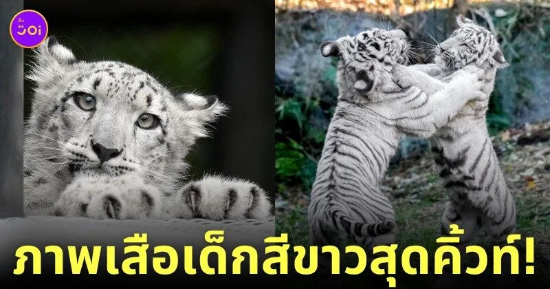 ภาพถ่ายเสือน่ารัก RIKUNOW