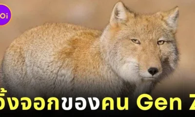 รู้จัก "จิ้งจอกทิเบต (Tibetan Sand Fox)" สัตว์โลกหน้าแปลกที่เขาว่าเหมือนเป็นตัวแทนคน Gen Z