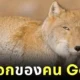 รู้จัก "จิ้งจอกทิเบต (Tibetan Sand Fox)" สัตว์โลกหน้าแปลกที่เขาว่าเหมือนเป็นตัวแทนคน Gen Z