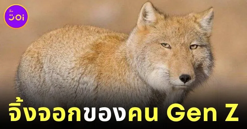 รู้จัก "จิ้งจอกทิเบต (Tibetan Sand Fox)" สัตว์โลกหน้าแปลกที่เขาว่าเหมือนเป็นตัวแทนคน Gen Z