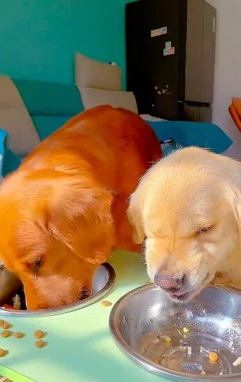 เผยคลิปน้องหมาโกลเด้น รีทรีฟเวอร์ ขู่ไปกินไป เพราะกลัวเพื่อนแย่งอาหาร เกิดเป็นภาพสุดฮาจนกลายเป็นไวรัล!