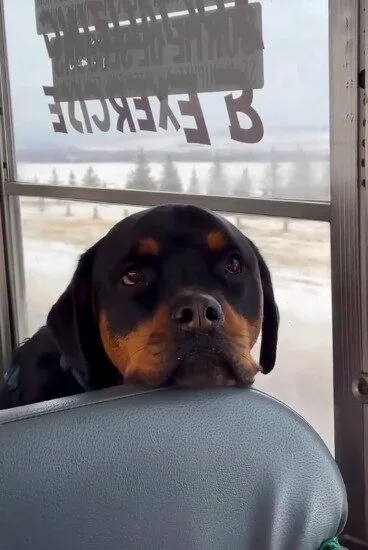 เผยคลิปบรรยากาศน้องหมาขึ้นรถบัสไปเที่ยว "Dog Park" ที่ขาไปอย่างคึก ขากลับอย่างร่วง!